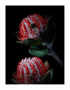 Banksia Coccinea Unframed Art Print