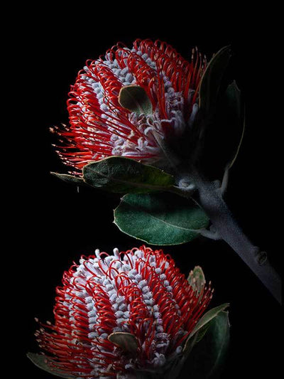 Banksia Coccinea Unframed Art Print