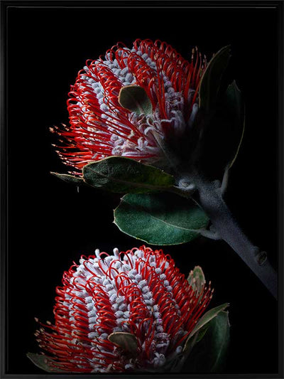 Banksia Coccinea Canvas Art Print