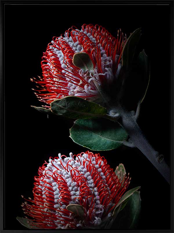 Banksia Coccinea Canvas Art Print