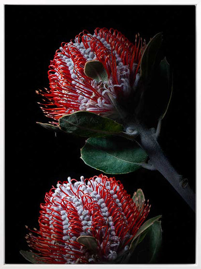 Banksia Coccinea Canvas Art Print