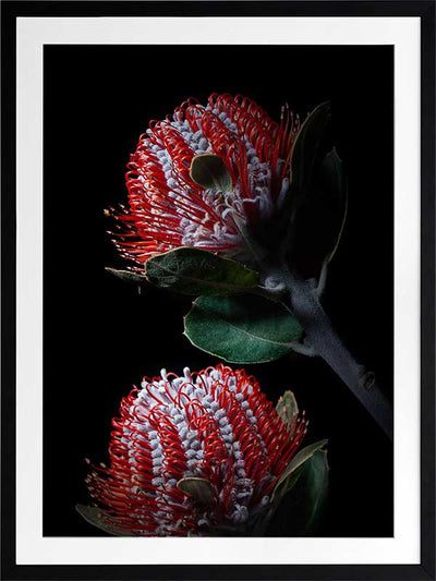 Banksia Coccinea Poster Framed Art Print