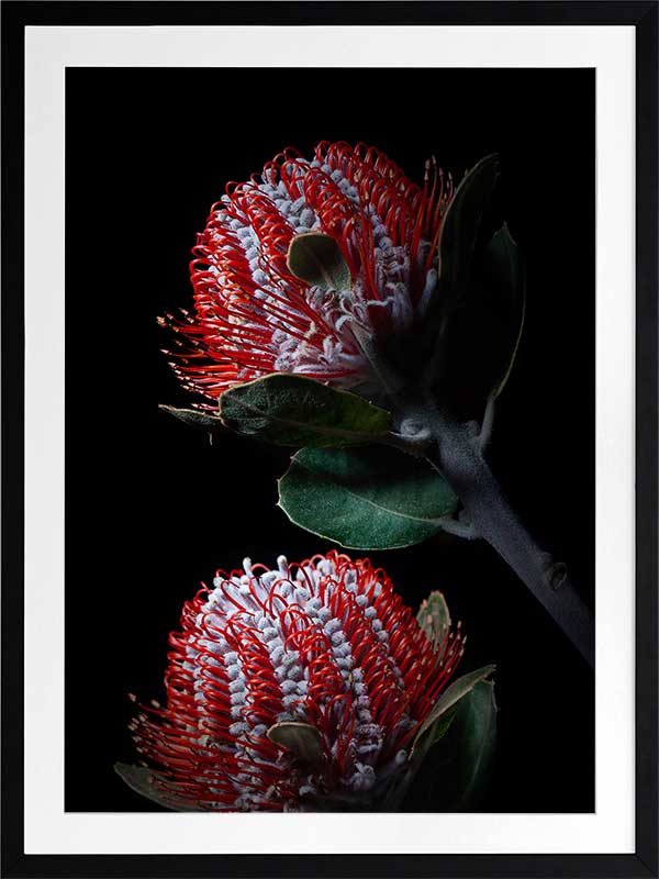 Banksia Coccinea Poster Framed Art Print