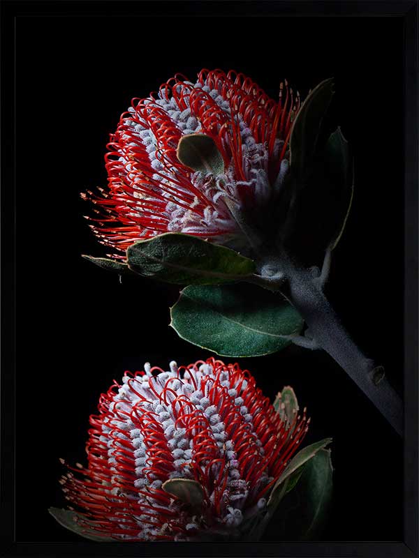 Banksia Coccinea Poster Framed Art Print