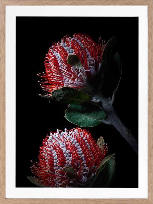 Banksia Coccinea Poster Framed Art Print