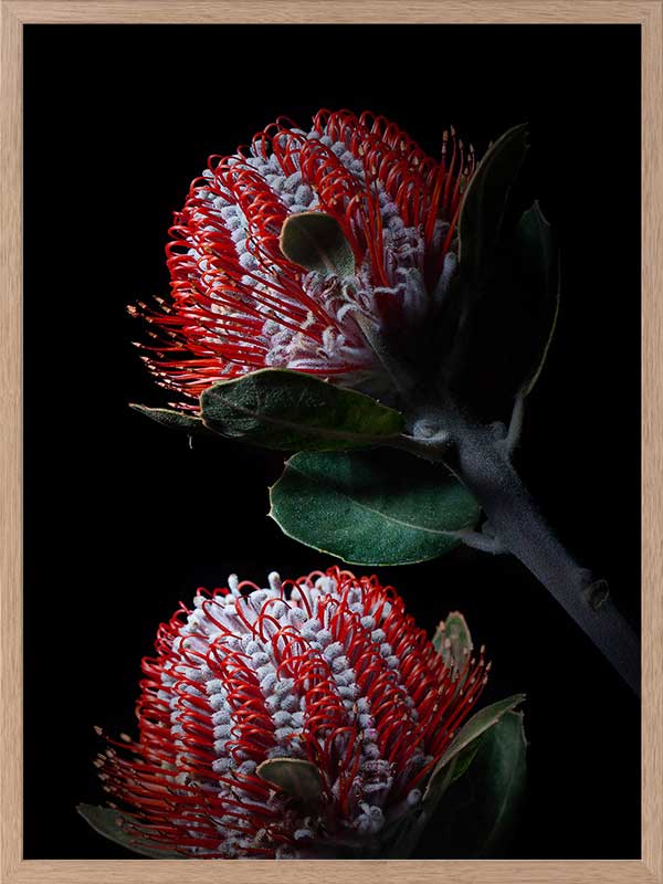Banksia Coccinea Poster Framed Art Print