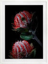 Banksia Coccinea Poster Framed Art Print