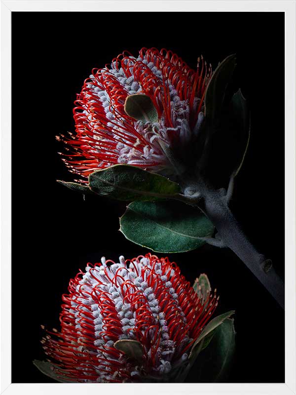 Banksia Coccinea Poster Framed Art Print