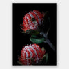 Banksia Coccinea Unframed Art Print