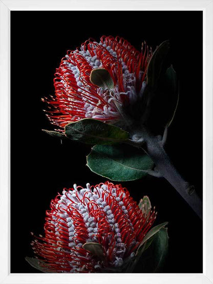 Banksia Coccinea Poster