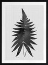 Fern Black Poster Framed Art Print