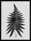 Fern Black Poster Framed Art Print