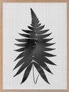 Fern Black Poster Framed Art Print