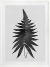 Fern Black Poster Framed Art Print