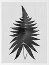 Fern Black Poster Framed Art Print