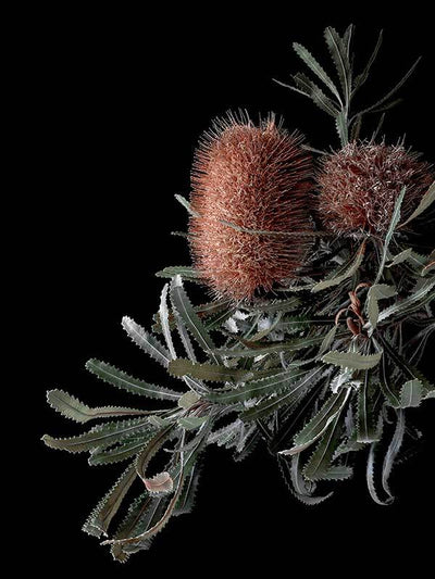 Wild Banksia Canvas Art Print