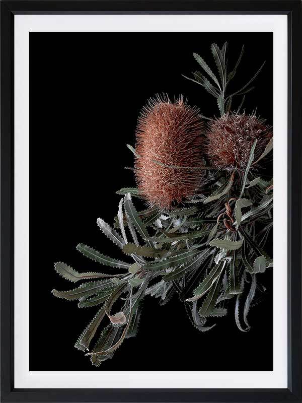 Wild Banksia Poster