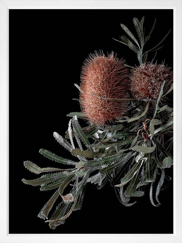 Wild Banksia Poster