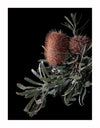 A close-up of two brown, spiky Banksia seed pods and jagged green leaves on a black background—Wild Banksia Unframed Art Print by Urban Road.