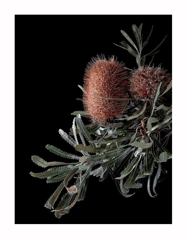 A close-up of two brown, spiky Banksia seed pods and jagged green leaves on a black background—Wild Banksia Unframed Art Print by Urban Road.