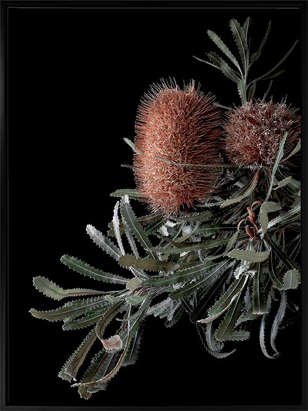 Wild Banksia Canvas Art Print