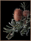 Wild Banksia Canvas Art Print