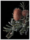 Wild Banksia Canvas Art Print
