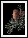 Wild Banksia Poster Framed Art Print