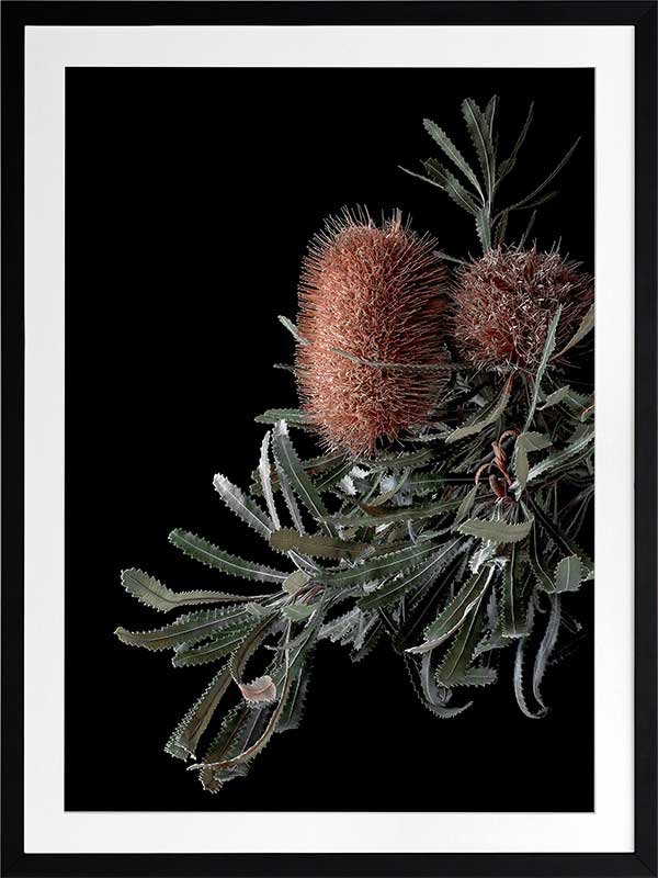 Wild Banksia Poster Framed Art Print
