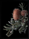 Wild Banksia Poster Framed Art Print