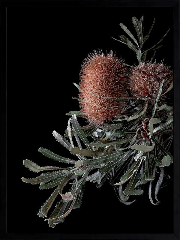 Wild Banksia Poster Framed Art Print