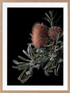 Wild Banksia Poster Framed Art Print