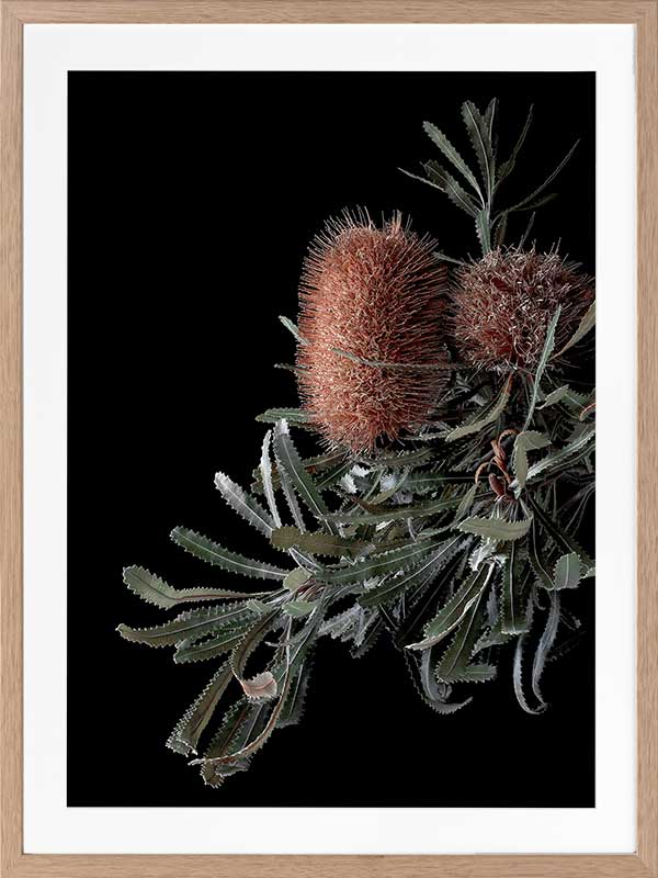 Wild Banksia Poster Framed Art Print