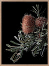 Wild Banksia Poster Framed Art Print