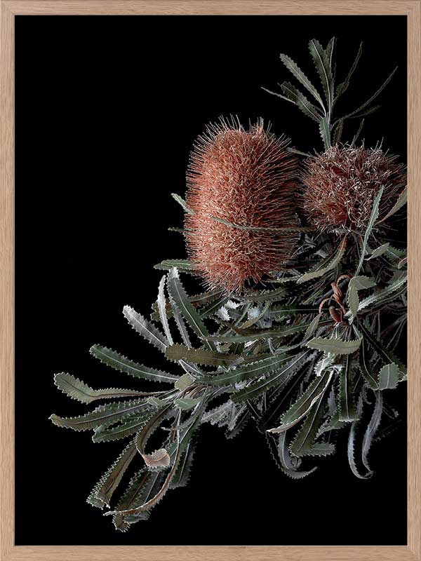 Wild Banksia Poster Framed Art Print