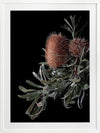 Wild Banksia Poster Framed Art Print