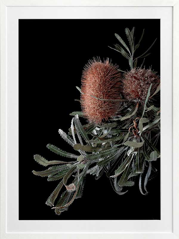 Wild Banksia Poster Framed Art Print