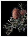 Wild Banksia Poster Framed Art Print