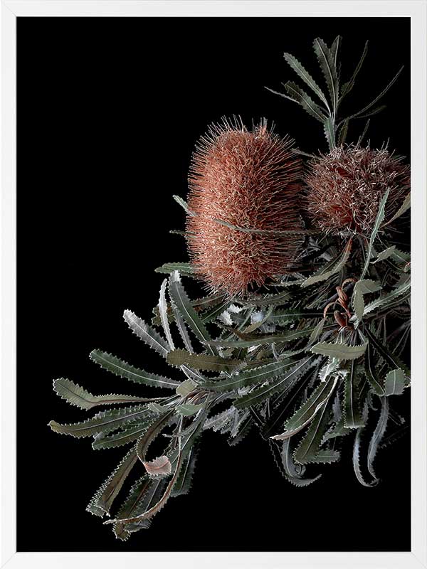 Wild Banksia Poster Framed Art Print