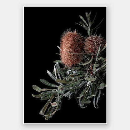 Wild Banksia Unframed Art Print