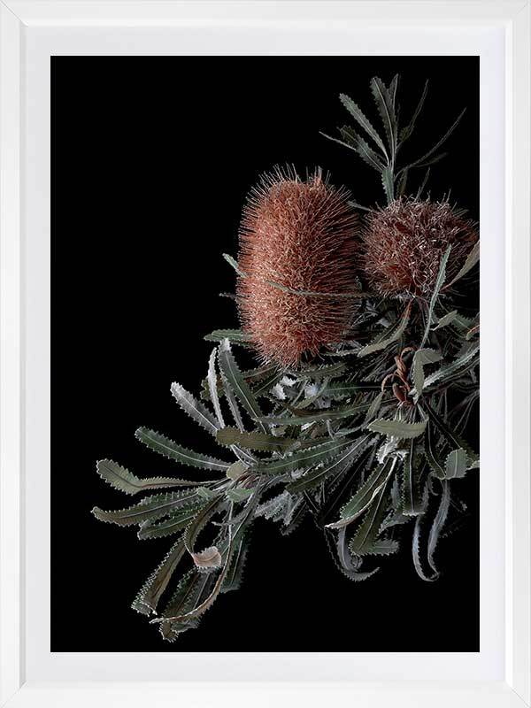 Wild Banksia Poster