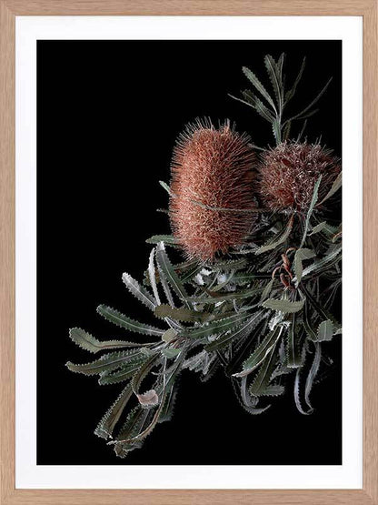 Wild Banksia Poster