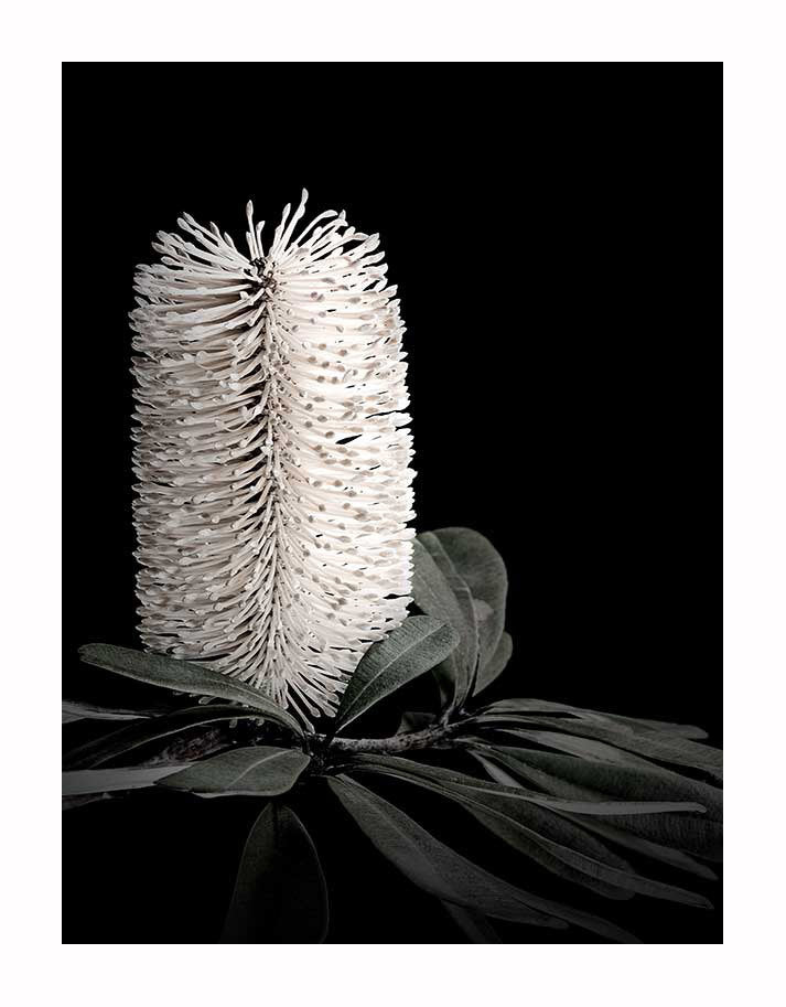 A close-up of a white Banksia with cylindrical flower spikes and lush green leaves, Urban Road’s “White Banksia I Unframed Art Print” is a stunning piece ideal for those who love floral and botanical wall art.