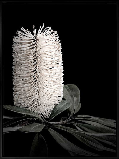 White Banksia I Canvas Art Print