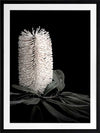White Banksia I Poster Framed Art Print
