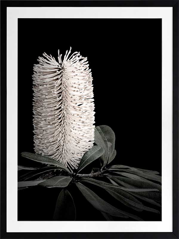 White Banksia I Poster Framed Art Print
