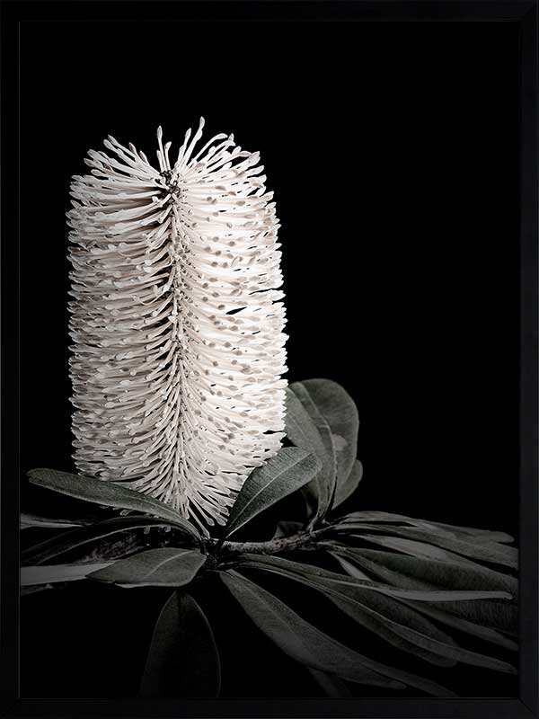White Banksia I Poster Framed Art Print