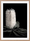 White Banksia I Poster Framed Art Print
