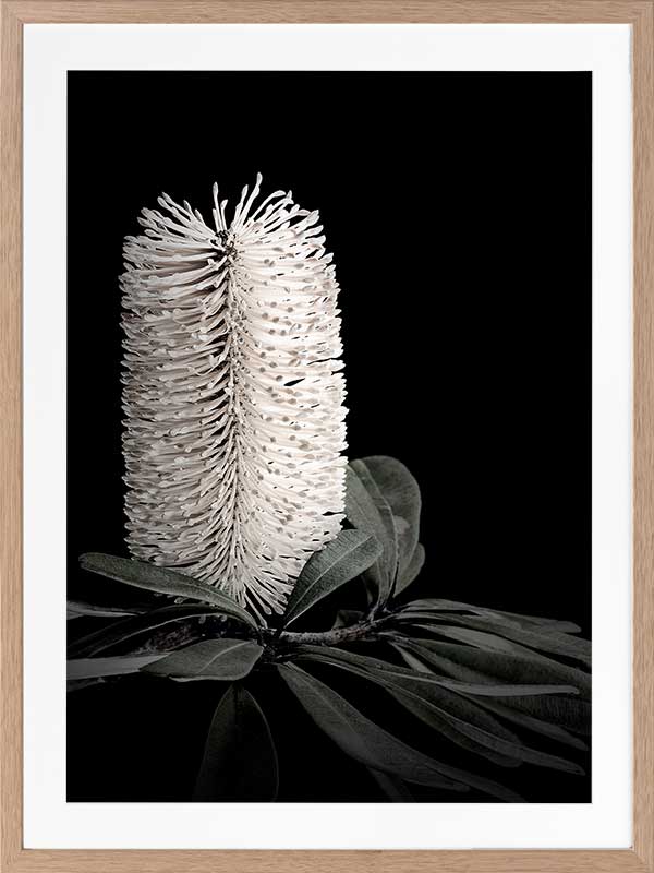 White Banksia I Poster Framed Art Print