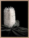 White Banksia I Poster Framed Art Print